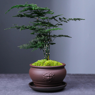 Creative bamboo purple sand flower pot wholesale phalaenopsis flower pot breathable office desktop succulent old pile green plant landscape Basin