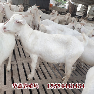 山羊羊仔圖片 海量高清山羊羊仔圖片大全 阿里巴巴