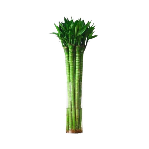 Wenchang Bamboo with Roots