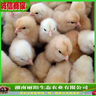 ����������С�S�u����w����С�u��ë���׳���һ���g�u�r�������