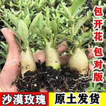 ɳĮõ�廨С�����Ԯ��껨�_ͥԺ�҃����̨���B���ܾGֲɳĮõ��