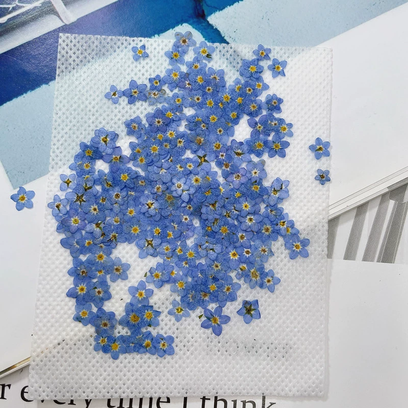 Forget-Me-не совсем сушеный цветок тиснение оптом ins популярный клей-капля Ювелирный кулон/дизайн ногтей Наклейка для лица декоративный материал