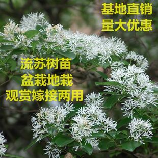 ���K�������͸������K���� ���Ե���ͥԺ�G��ѩ�_���޽ӹ�ĸ��