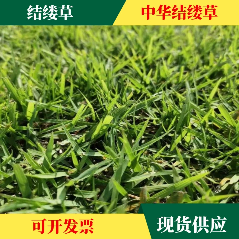 Семена оптом Зоисия japonica семена Шило трава холодный сезон газон семена