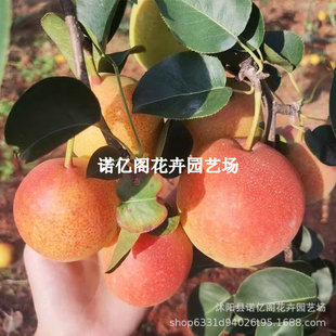 ������޽���ϻ����������ּt�����Ϸ�����ͥԺ���Ե��ԷNֲ