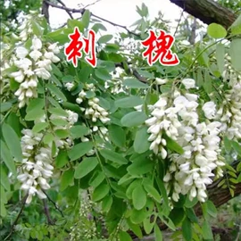 盆栽;一二年生花卉;灌木