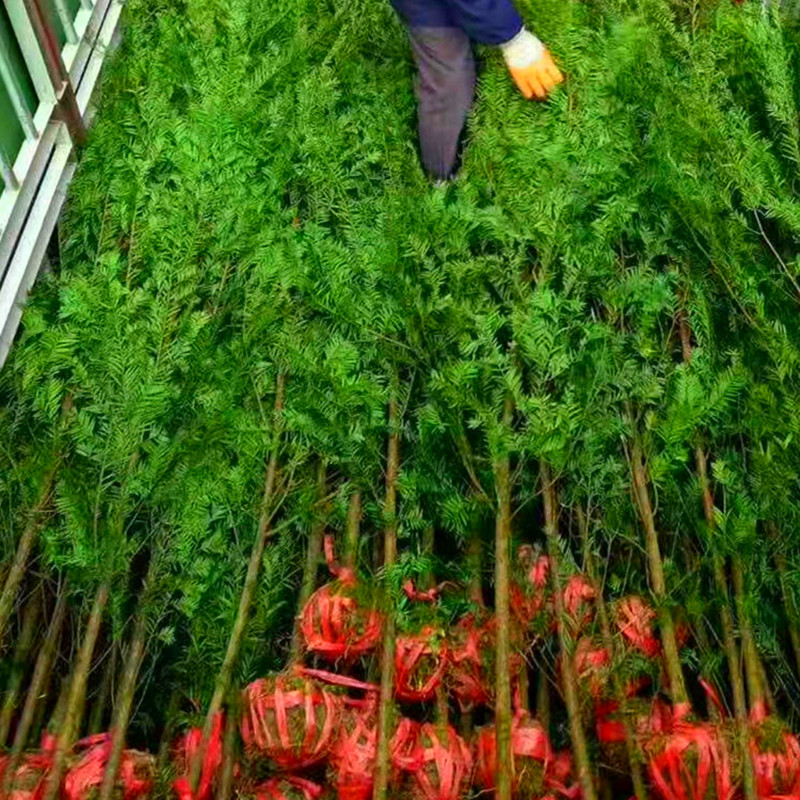 江津红豆杉 三公分红豆杉树苗南方红豆杉苗绿化树苗批发南方种植