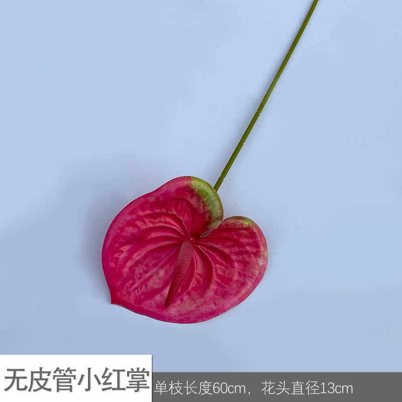 껍질 없는 미니 안스리움 JLK - 로즈 핑크