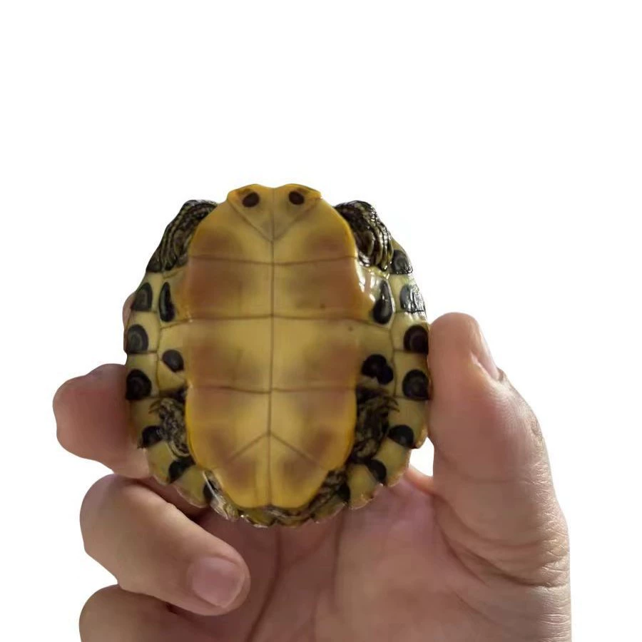 Жёлтый ушной черепашка? нет — это текст: "Yellow ear turtle [mutt fish tank mixed breeding pet source wholesale hot selling small turtle healthy lively active]"