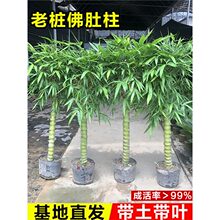 ������Ϙ��辰�������k���҃ȴ����^�p���F��ͥԺ�ļ����^�Gֲ��