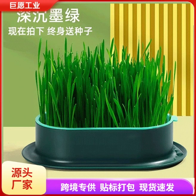 Кошачья трава горшечное семя рассада