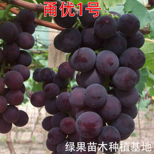 𮃞1̖������ ���������� 𮃞һ̖ ���ј��� �@����ľ ���@�Nֲ