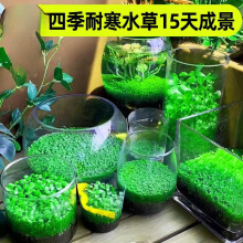 �~��ˮ�ݷN�����B����ƿ�쾰�ײ�ֲ��N����ˮ�������������b�