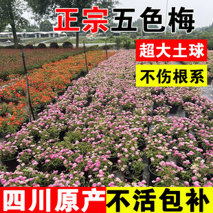 Five-Color Plum Seedlings Sichuan Landscaping Outdoor Garden Courtyard Cold-Resistant Perennial Four-Season Flowering Plants and Florals