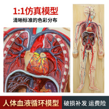 人体血液循环系统模型心脏内脏血管器官解剖模型医院学校用教学具