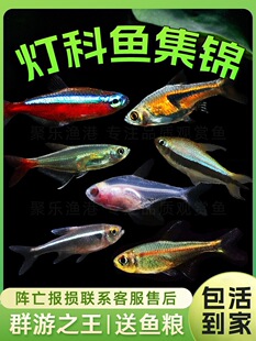 �����~�ϼ���ɏ���t�G�����R���w�^�p�~�Ꭷ�~���w С��