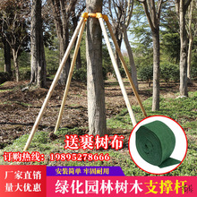 树木支撑杆支撑大树旅游区垂柳园林绿化固定器木棍套杯三四角套装