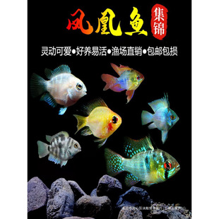 ���Ӱ����_�P���~�����~Ƥ�������{��Ꭷ�^�p�~С�͵�ˮ�~