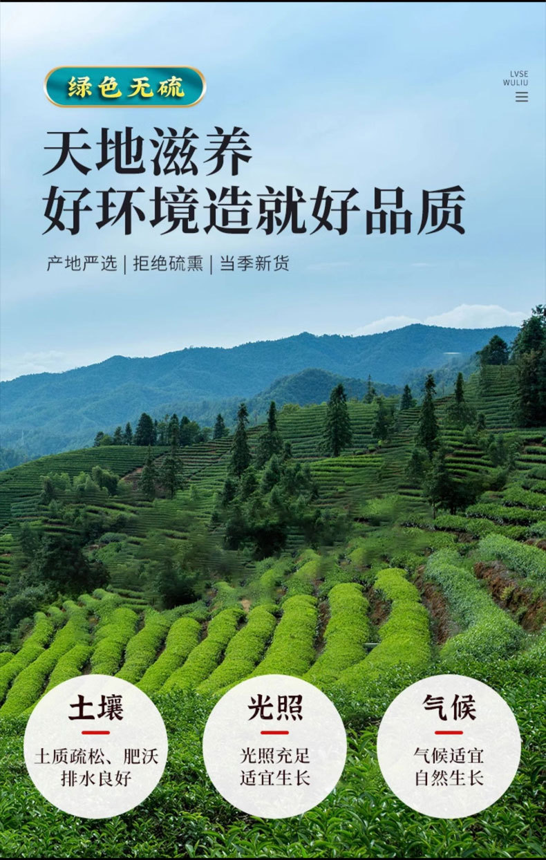 Dang Shen Root Segments (Codonopsis pilosula) — Gansu Dried Food Herb for Soup & Tonic overview