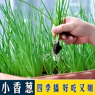 百合花种球大花葱进口正宗酢浆草郁金香小香葱籽种子四季易种葱菜