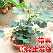 无花果花卉绿植盆栽苗阳台花卉庭院可以食用吃好养牛奶莓带果