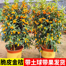 ��Ƥ��ێ����l؛���Ԙ����ļ������ʳ���������Ƥ�����҃ȳ��G