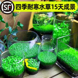 鱼缸水草种子生态玻璃瓶造景套餐植物种籽孑水培阴性真草盆栽装饰
