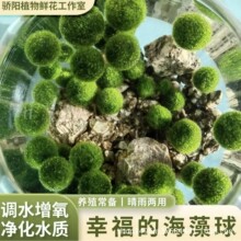 marimo�Ҹ��������^�p���w��ˮ�����l΢���^���Bƿˮ����ˮ��ֲ��