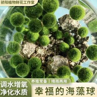 marimo�Ҹ��������^�p���w��ˮ�����l΢���^���Bƿˮ����ˮ��ֲ��