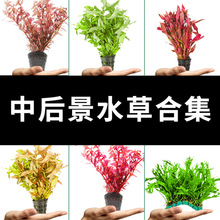 ����ˮ���~�ײݸ�ǰ����ˮ��ֲ���������о����к��쾰�ײ�