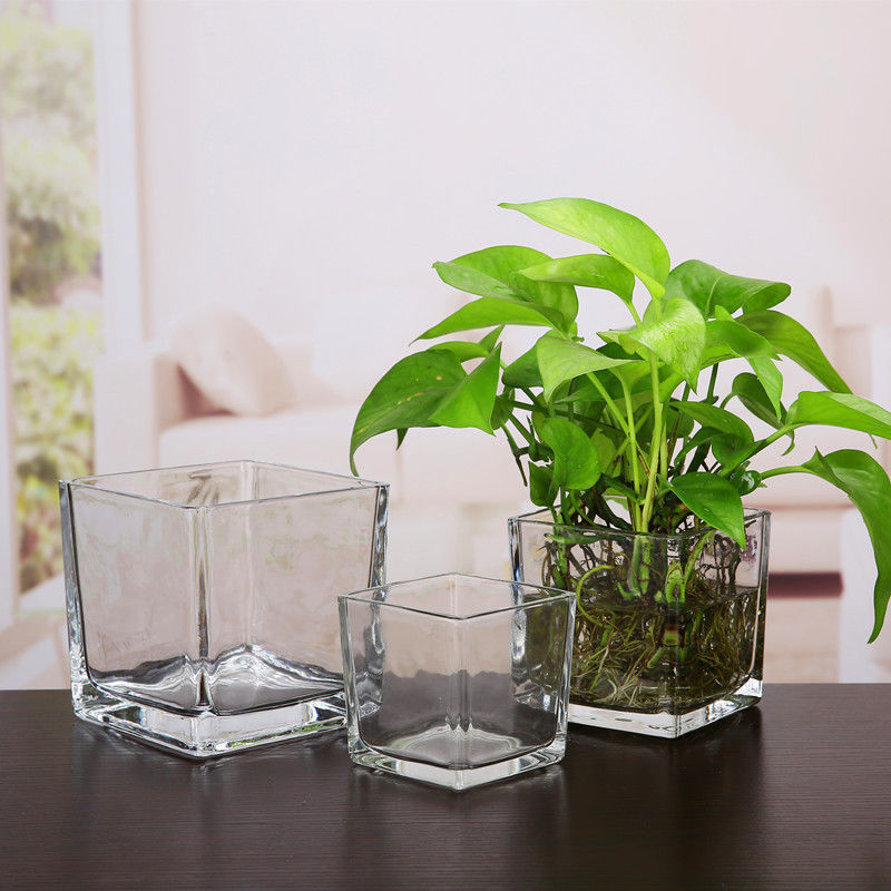 水培郁金香花盆正方形玻璃花瓶透明绿萝水养植物乌龟方缸摆件插花|undefined