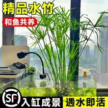 水竹水培植物旱伞草鱼缸造景净化水质水草水生植物鱼池塘龟缸绿植