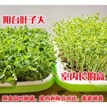 厂家批发大叶麻豌豆种子绿麻豌豆种子可以生芽苗