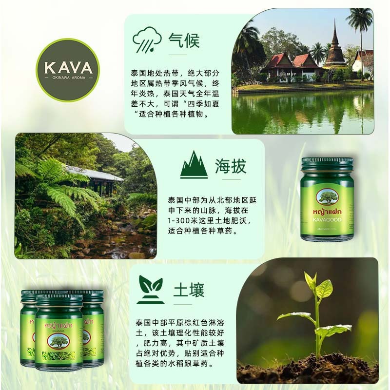 タイの原装輸入カヴァクド青草ペースト50g * 3組のミントペースト虫に刺されて緩和クリーム清涼油|undefined