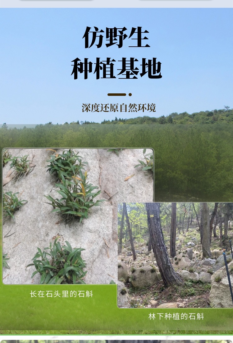 Tie Pi Shi Hu Fengdou Dendrobium Officinale Stems 500g Bottle Dried Herb for Tea and Cooking key features