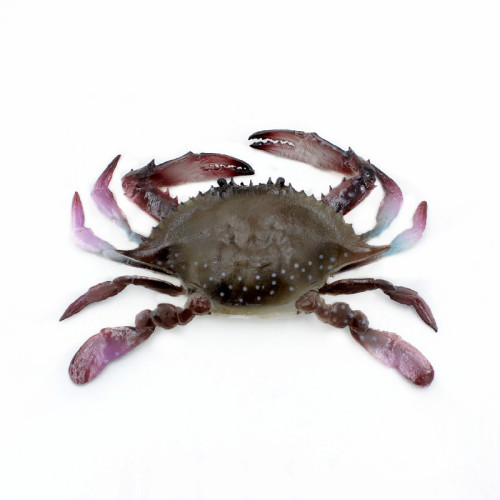 Simulation food food Yangcheng Lake hairy crab model props male and female crabs window cabinet decoration display ornaments scene shooting