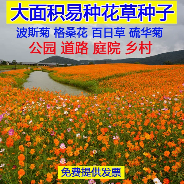 Сульфидные хризантемы семена желтого космоса цветок семена желтой камелии семена Four Seasons легко размножаться и устойчивость к бесплодным