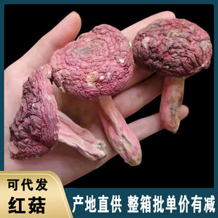 ���������tĢ��250g�������a�Ҝ�ʳ�ĸ�؛Ұ�t���t�㹽��t�����l