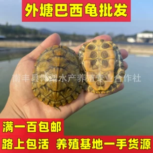 Бразильская черепахаPet turtle Brazilian turtle сеянцы большая Бразильская черепаха витрины многоцветный маленький черепашонок живой организм оптовая продажа