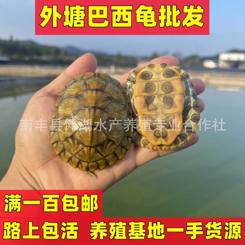 Brazilian Turtles [Wholesale] Red-Eared Turtles, Baby Turtles, Small Turtle Hatchlings, Ornamental Turtles, Live Animals, Live Pets for Street Vending