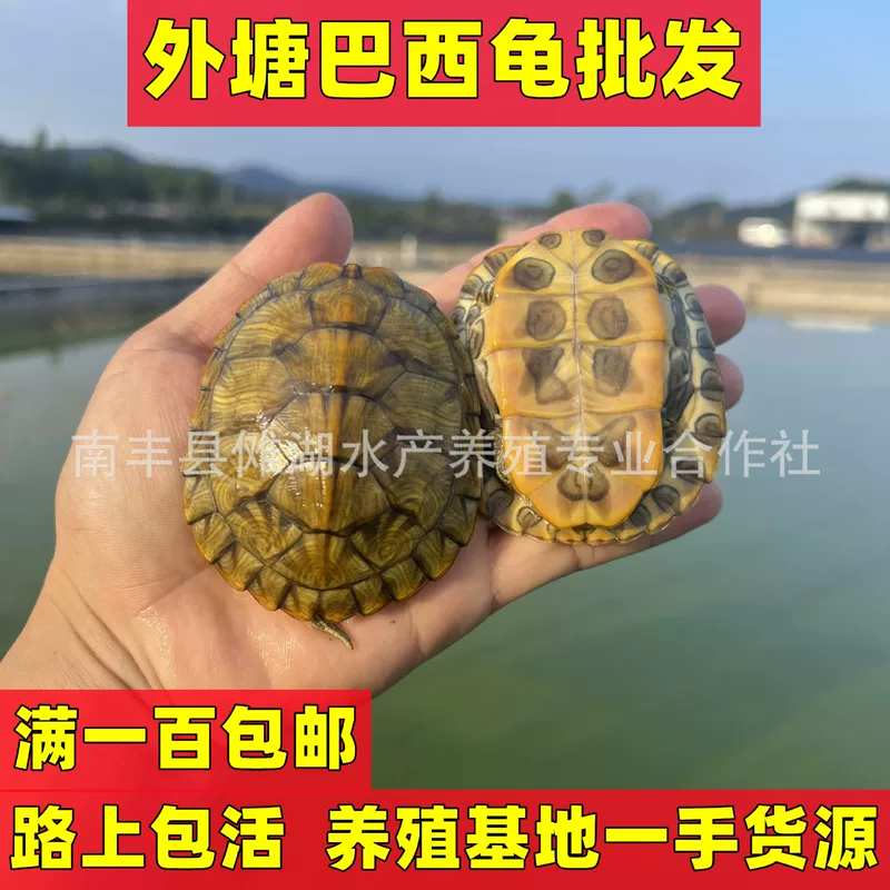 Бразильская черепахаPet turtle Brazilian turtle сеянцы большая Бразильская черепаха витрины многоцветный маленький черепашонок живой организм оптовая продажа