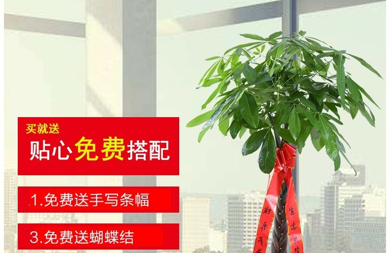 ��������ͼ�����ڻ��� �辰ֲ�� ���������� �������⻨�� ��