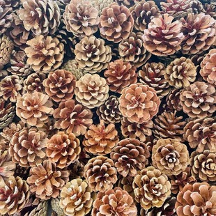 Pine Cone Decoration Pine Cone Acorn Dried Flower Handmade DIY Forest Kindergarten Environmental Creation Dry Branches Wild Creative Ornaments