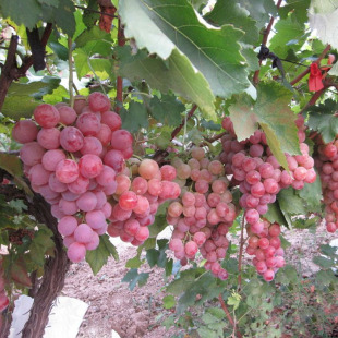 ���ѷN�ӹ�����N��ˮ�����Ծ޷�t�� �����M������������N��