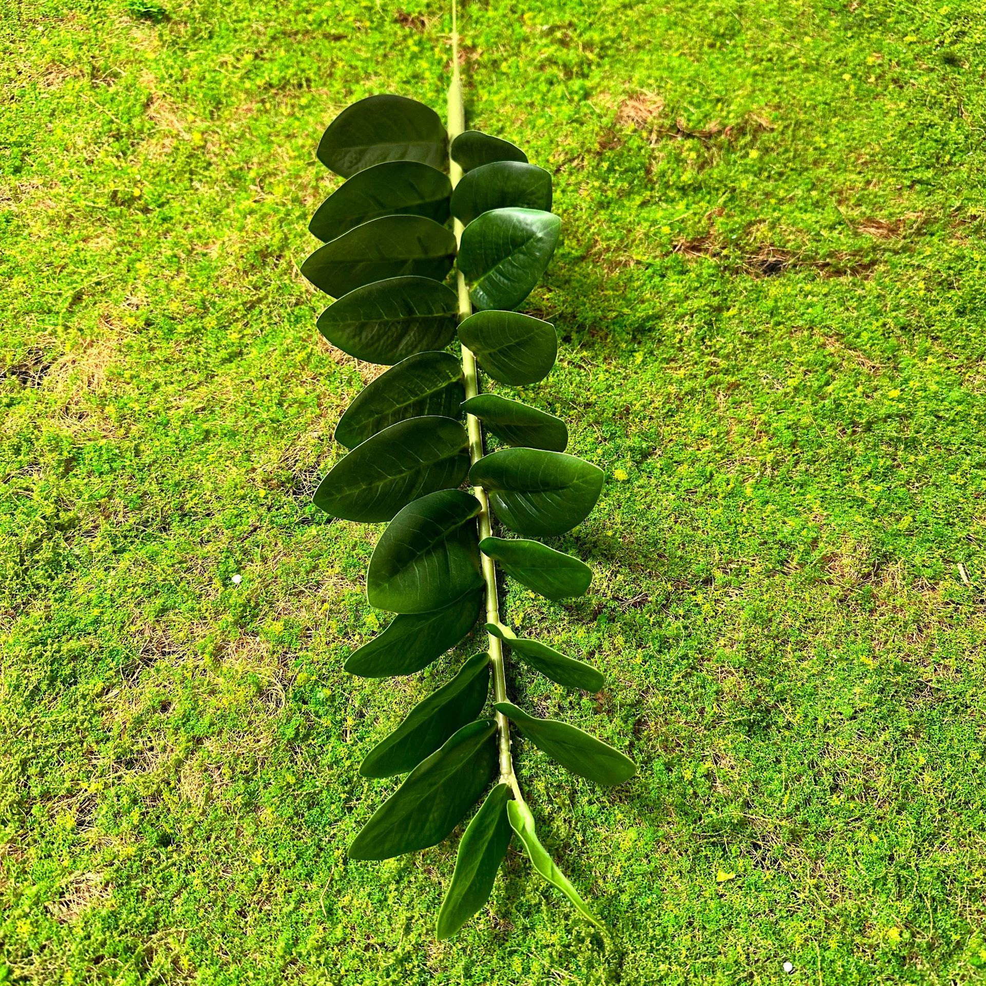 Hojas de dinero 21 hojas individuales (50 de altura)