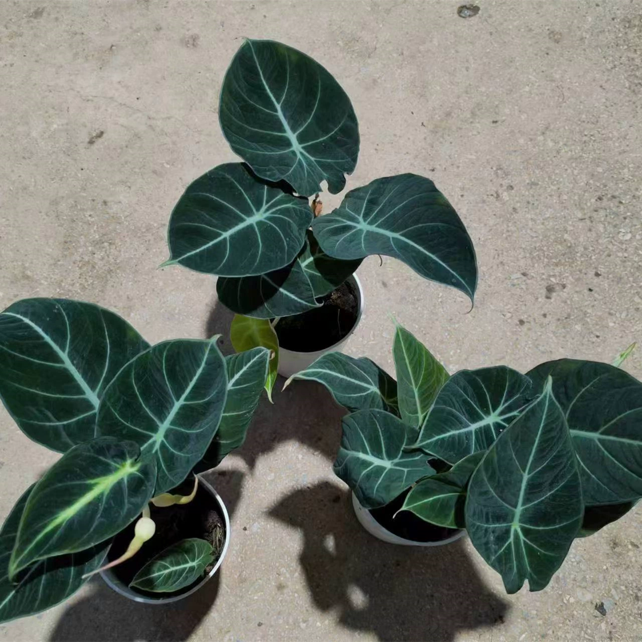 120 # Черный Лебедь Alocarum Внутренняя гостиная Спальня Офис Рабочий стол Зеленая посадка Хорошие цветы Очищение воздуха Горшечные растения