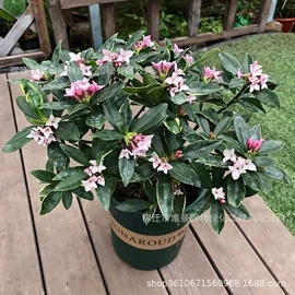 盆栽;月季蔷薇植物;乔木