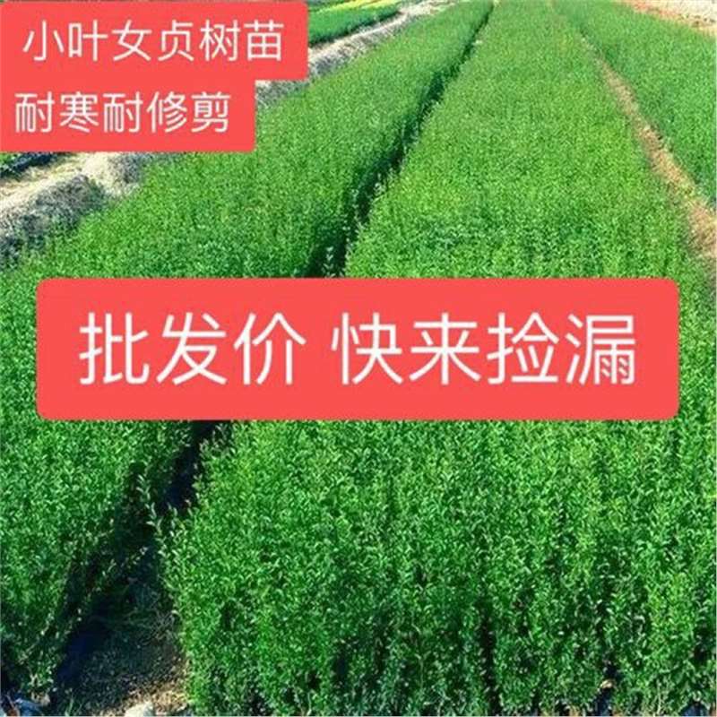 小叶女贞绿篱苗篱笆墙四季常青不落叶庭院围墙绿化带造型耐寒好养