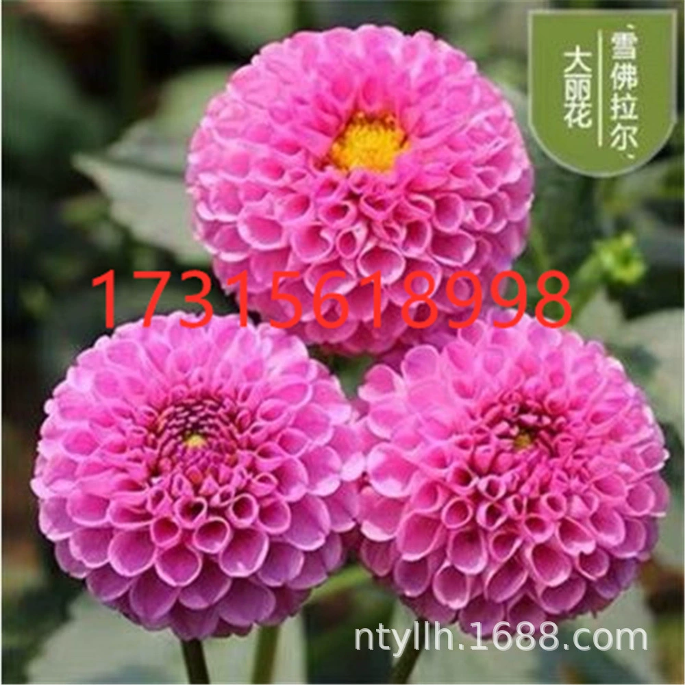 Голландский Георгин семена мяч цветок сладкого картофеля луковица большой балкон горшок сад посажен многолетние цветочные семена мяч