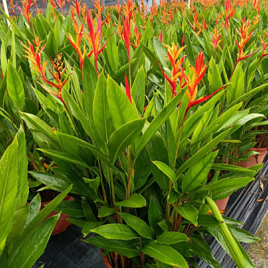 2309 Цветочный сад Оптовая поставка Пламя Птицы Банановые Горшки 0,6-1,2 метра